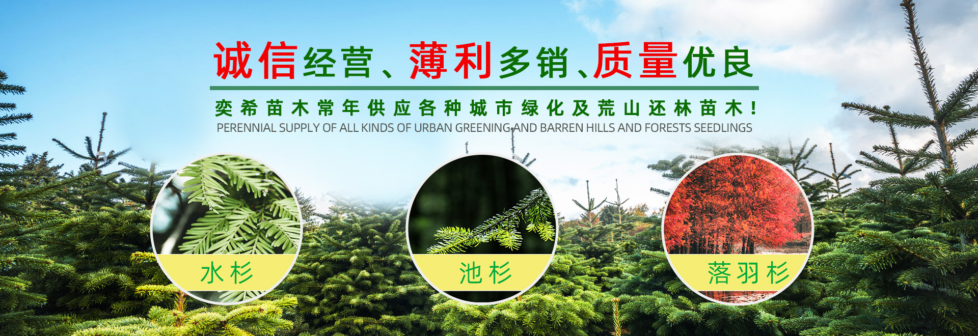 湖南奕?；ɑ軋@林有限責(zé)任公司_水杉 池杉 落羽杉 墨西哥落羽杉 中山杉 垂柳 香樟 欒樹(shù) 廣玉蘭 羅漢松