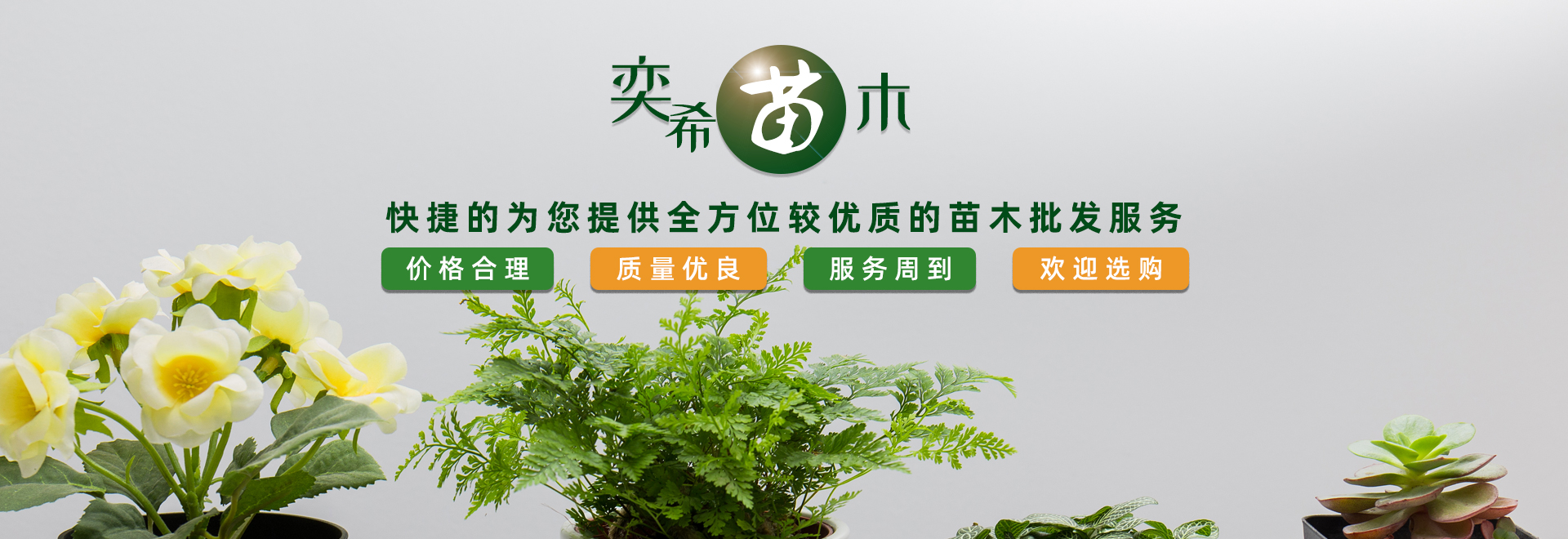 湖南奕?；ɑ軋@林有限責(zé)任公司_水杉 池杉 落羽杉 墨西哥落羽杉 中山杉 垂柳 香樟 欒樹(shù) 廣玉蘭 羅漢松