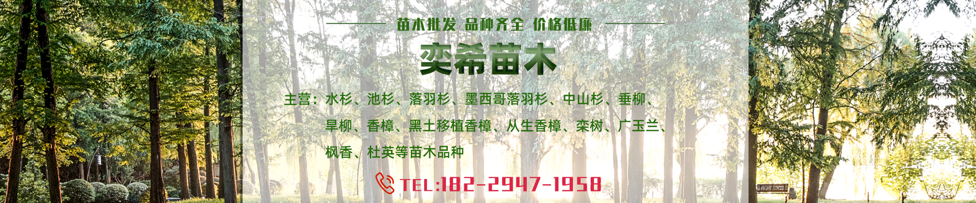 湖南奕?；ɑ軋@林有限責任公司_水杉 池杉 落羽杉 墨西哥落羽杉 中山杉 垂柳 香樟 欒樹 廣玉蘭 羅漢松