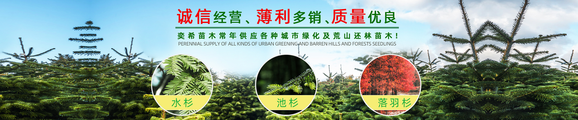 湖南奕?；ɑ軋@林有限責任公司_水杉 池杉 落羽杉 墨西哥落羽杉 中山杉 垂柳 香樟 欒樹 廣玉蘭 羅漢松